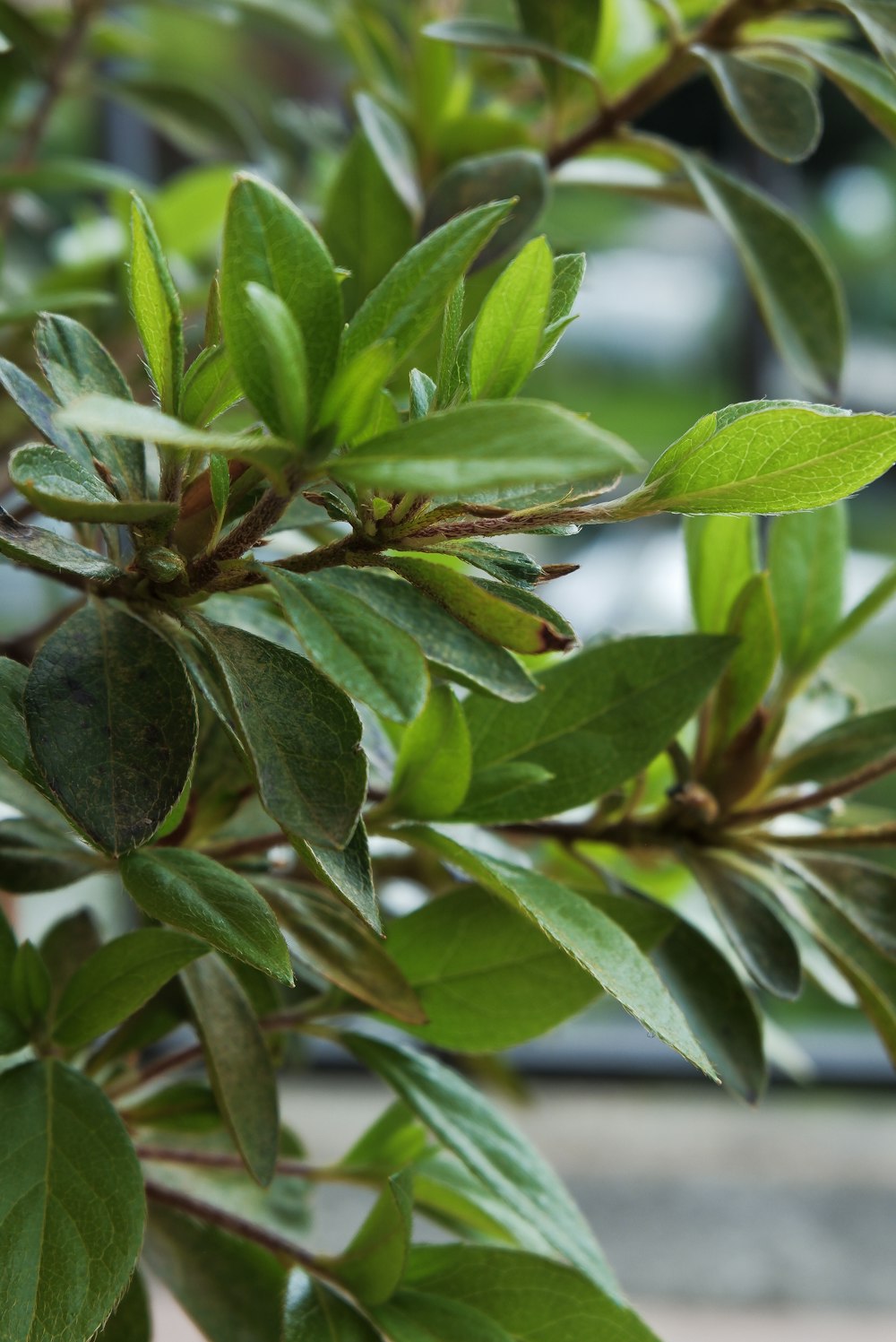 a close up of a green plant with leaves