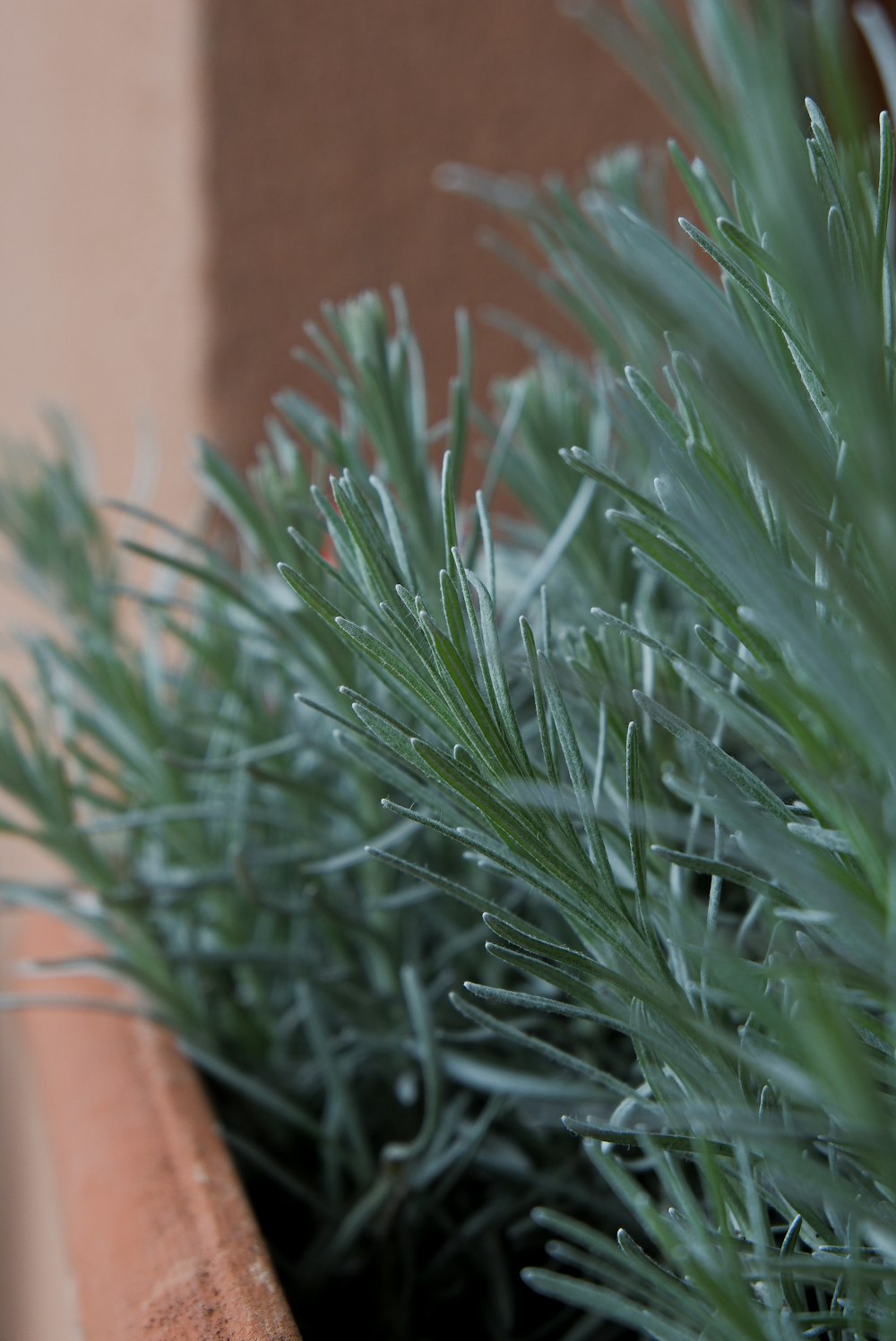 a close up of a plant in a pot