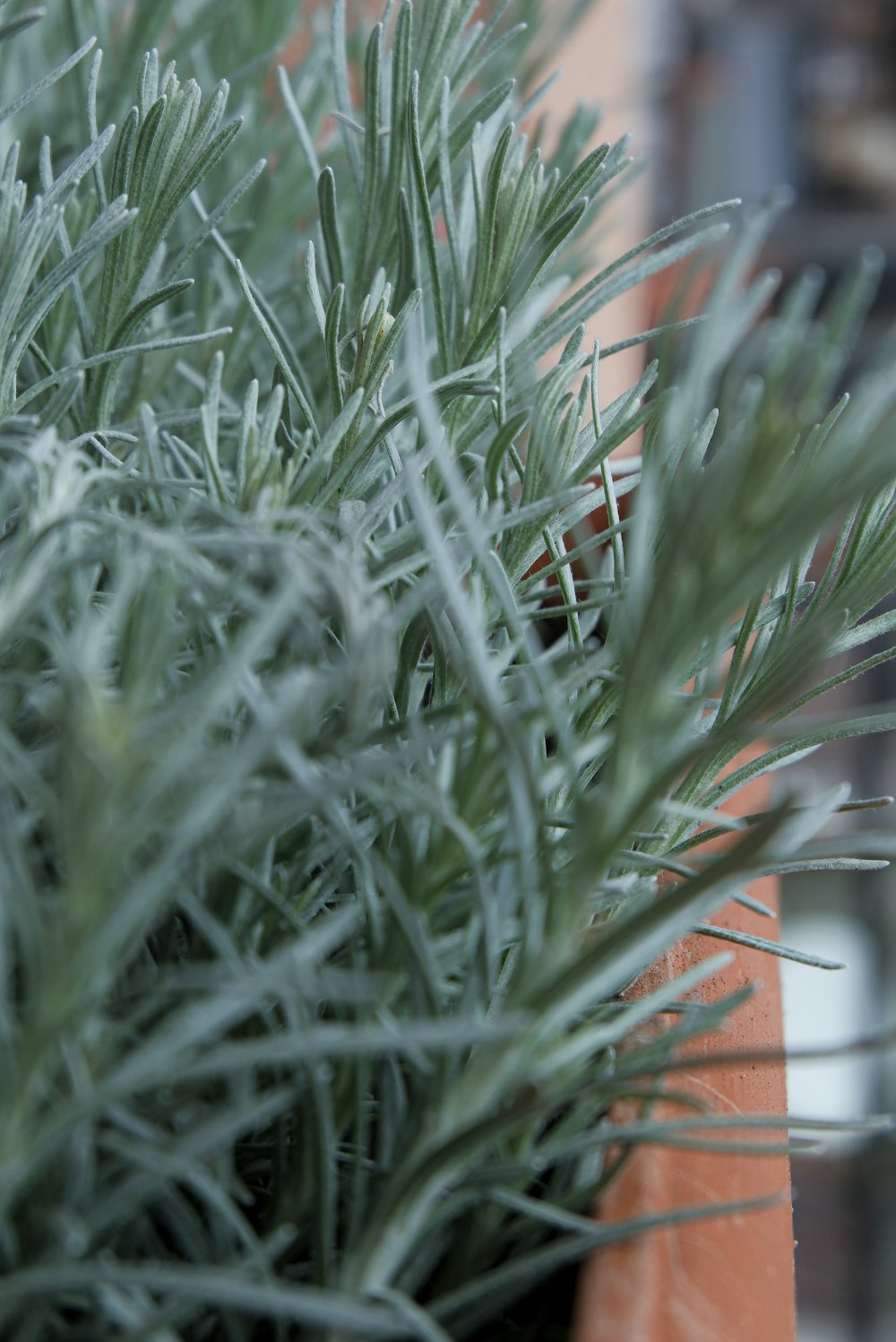a close up of a plant in a pot