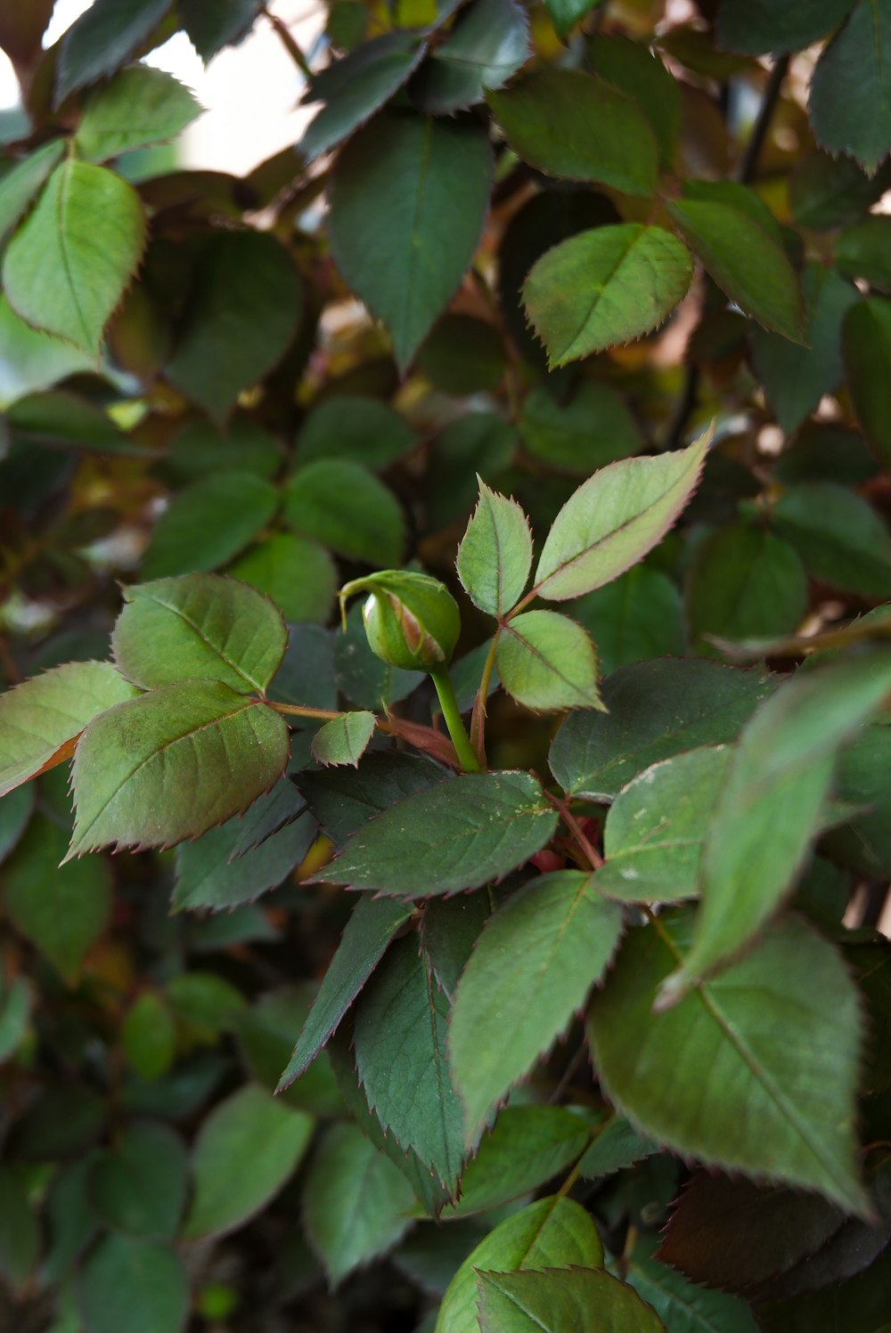 a close up of a green leafy tree