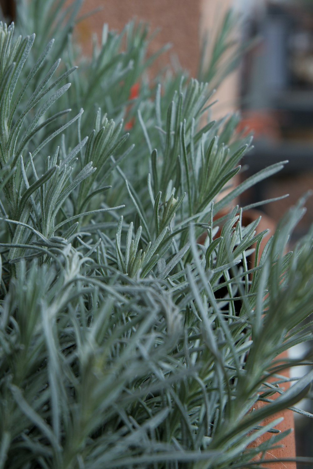 a close up of a plant with green leaves