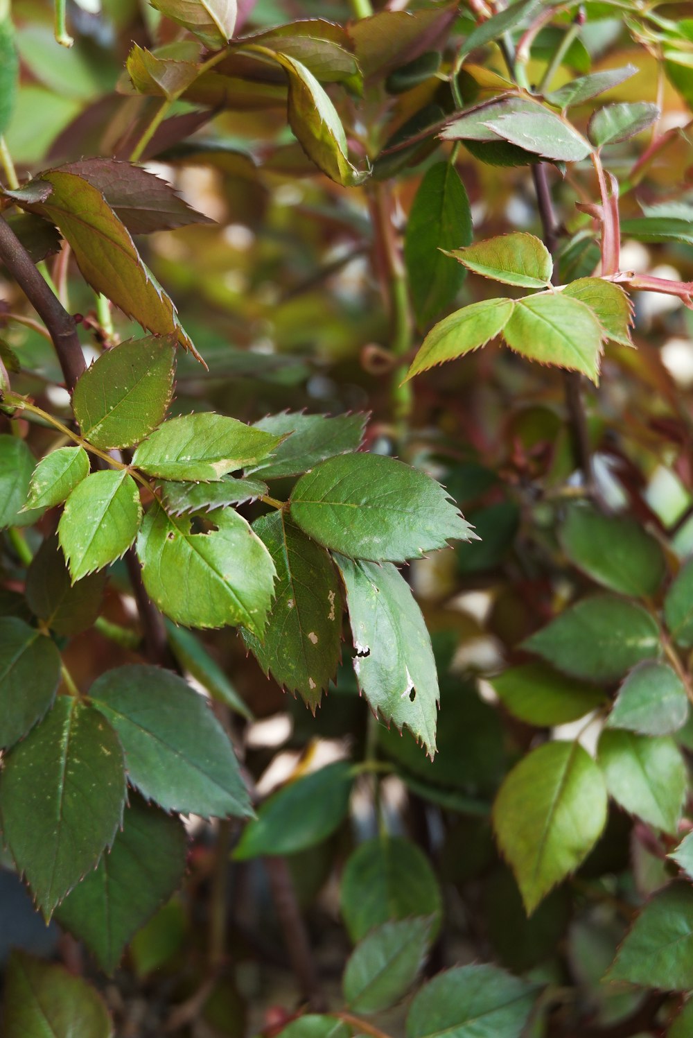 a close up of a green leafy plant