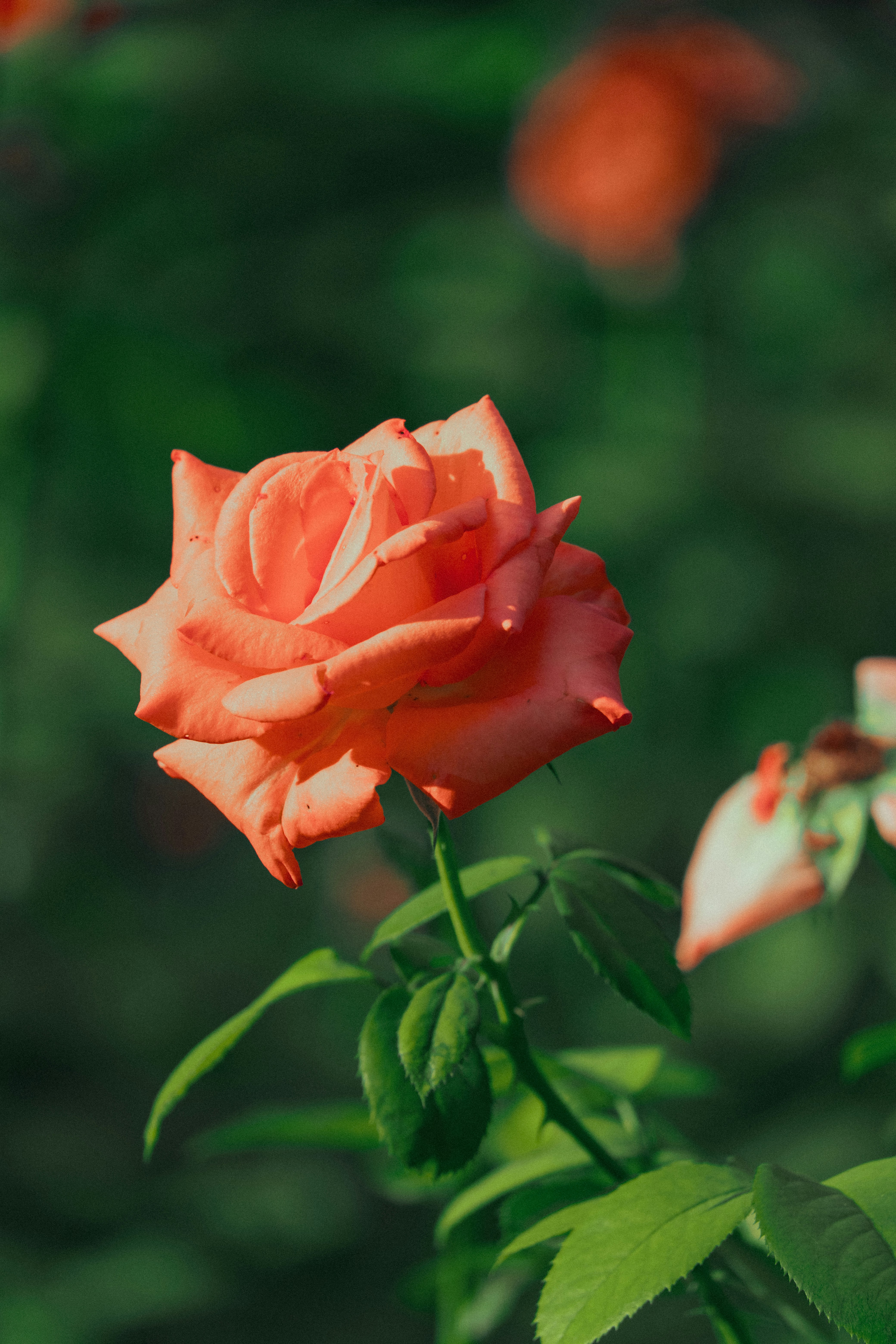 Photo by hattrick1996