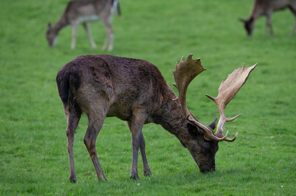 a couple of deer grazing on a lush green field