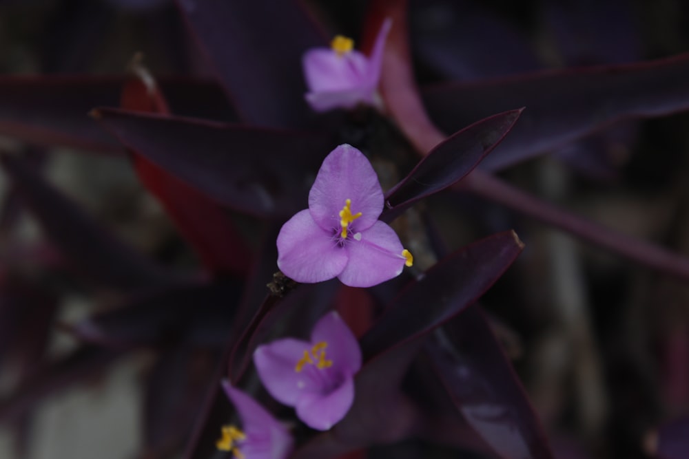 a close up of a purple flower with yellow stamen