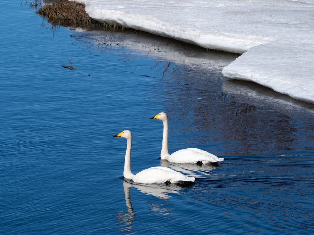 two swans are swimming in a body of water