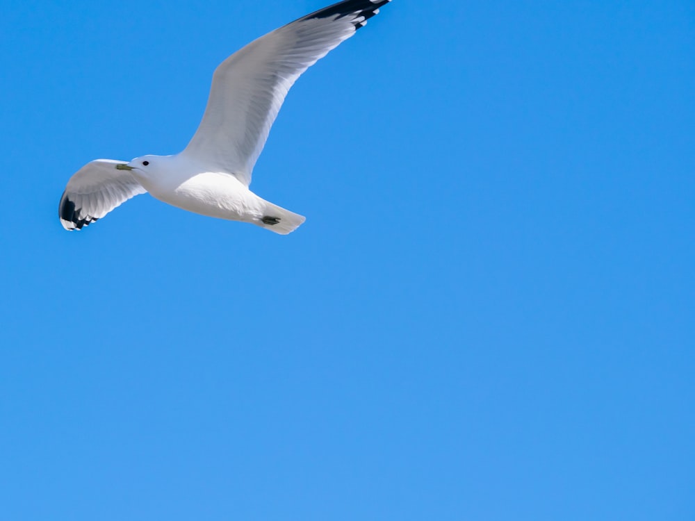 un oiseau blanc volant dans un ciel bleu