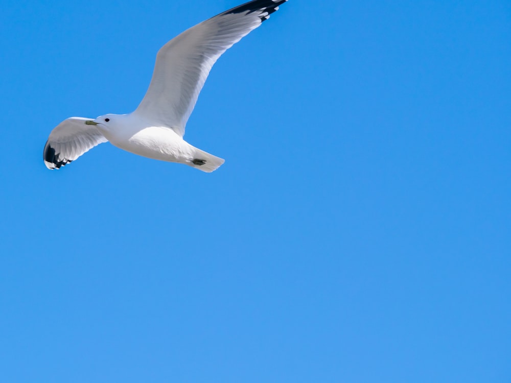 a white bird flying through a blue sky