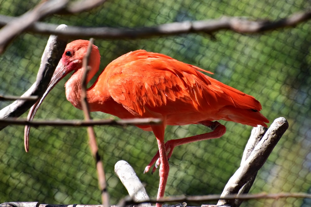 a pink bird with a long beak standing on a branch