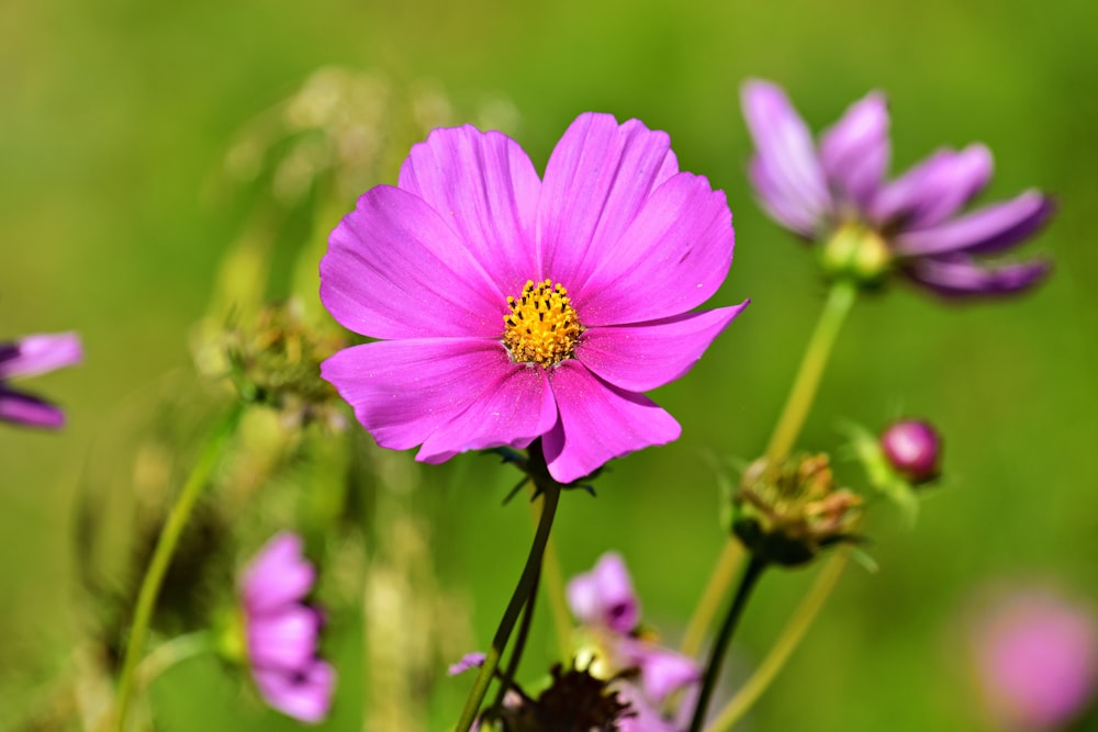 a close up of a pink flower in a field