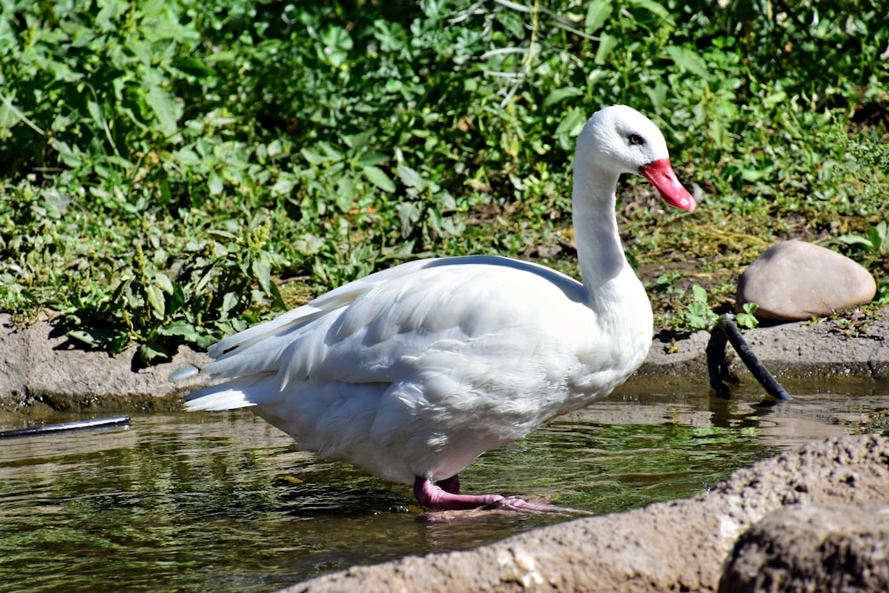 a white duck standing in a body of water