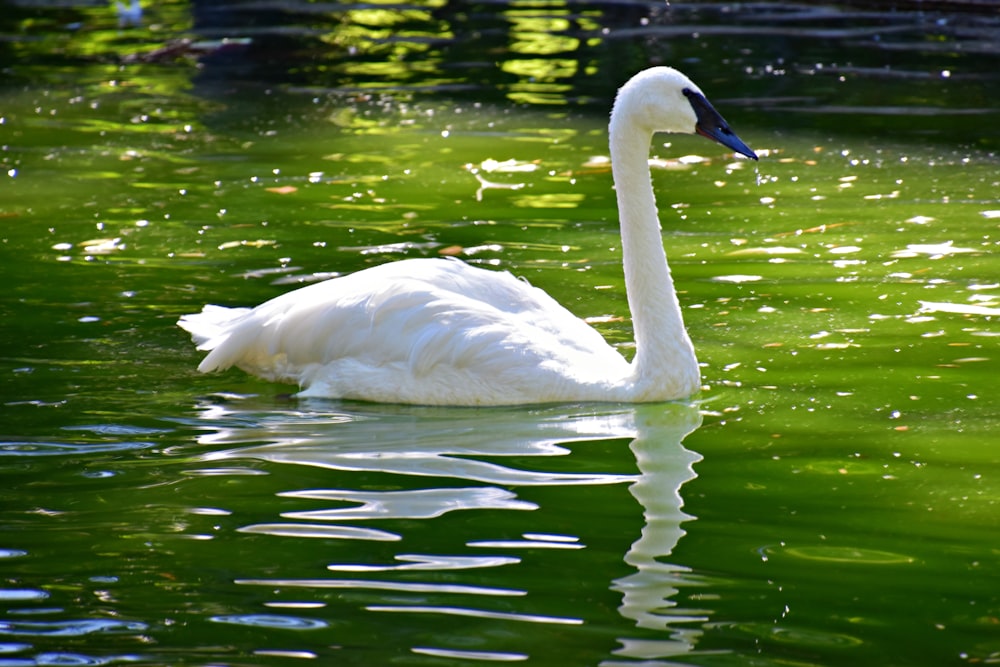 a white swan swimming in a pond with green water