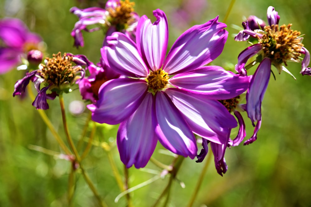 a bunch of purple flowers in a field