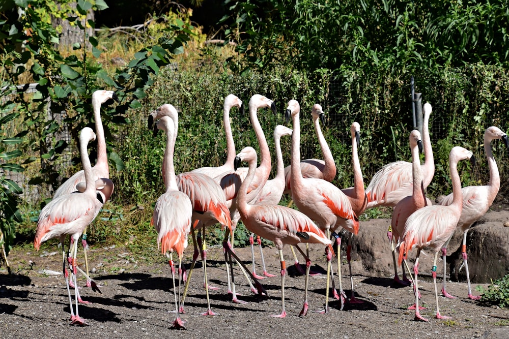 a group of pink flamingos standing next to each other