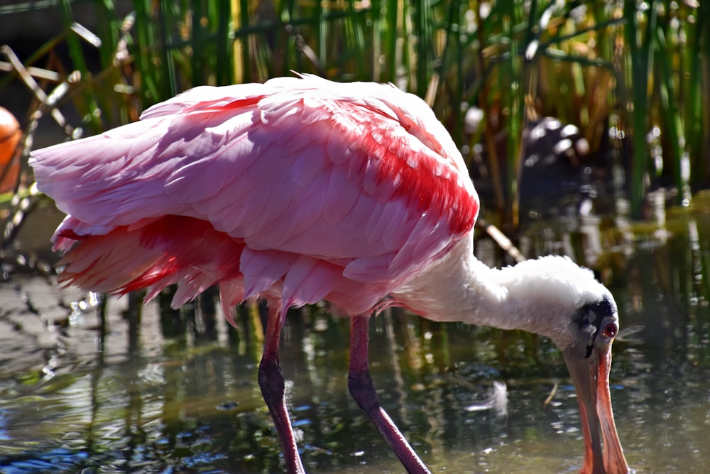 a pink flamingo standing in a body of water