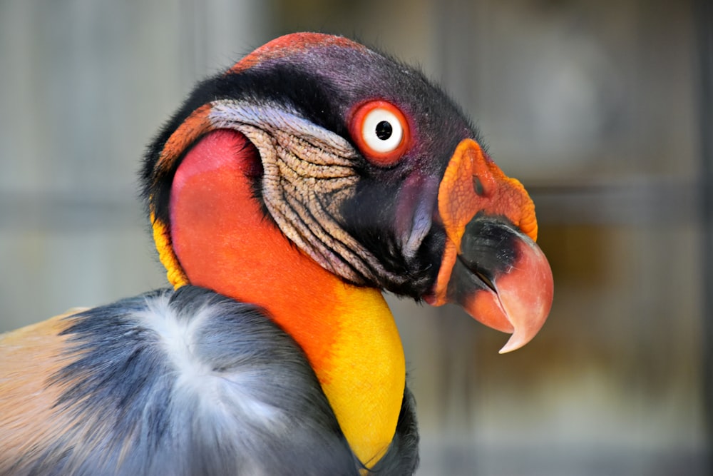 a close up of a colorful bird with a blurry background