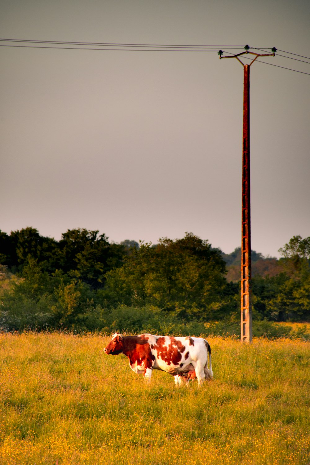 a brown and white cow standing on top of a lush green field