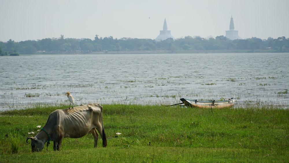 a cow standing in a field next to a body of water