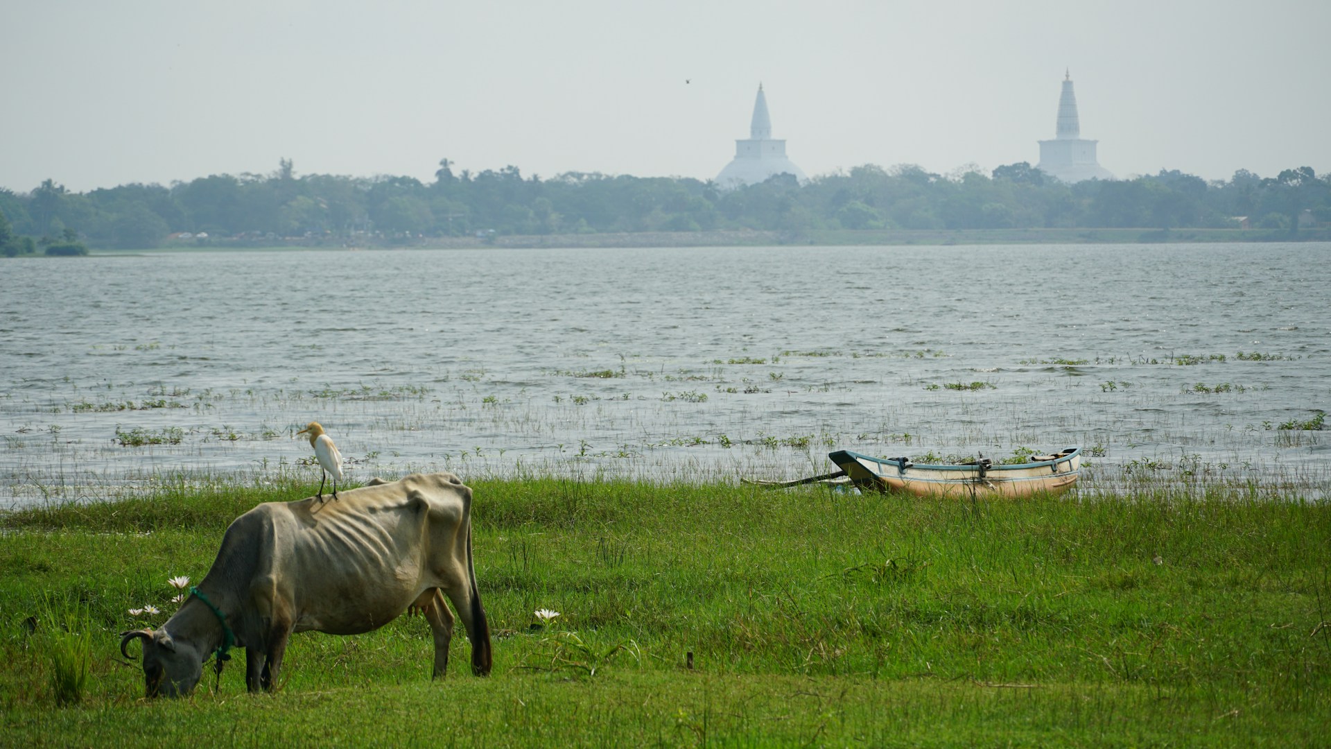 a cow standing in a field next to a body of water