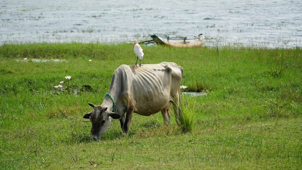 a cow standing in a field next to a bird