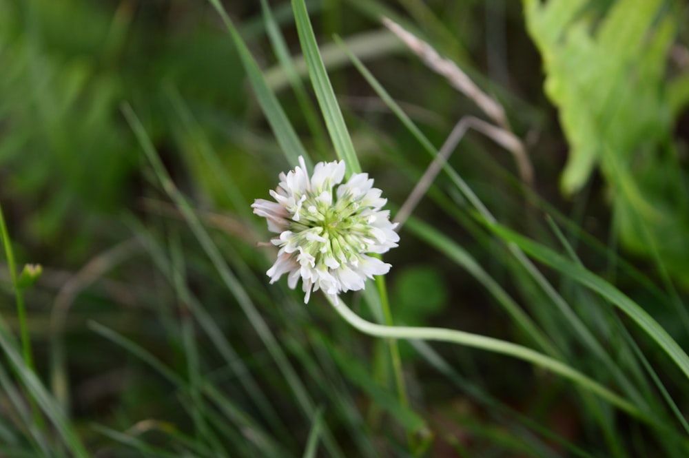 a small white flower sitting in the grass