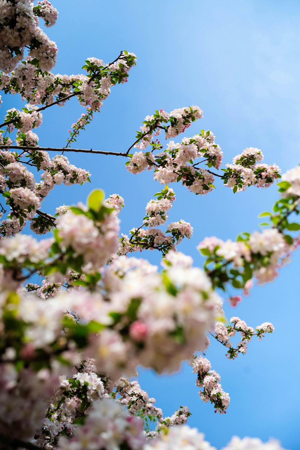 un arbre avec des fleurs blanches et un ciel bleu en arrière-plan