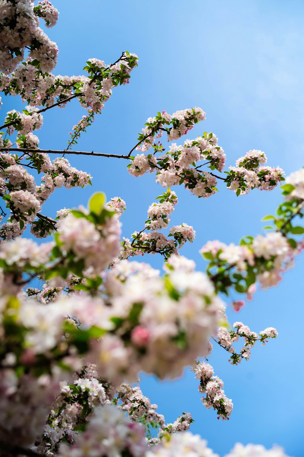 a tree with white flowers and a blue sky in the background