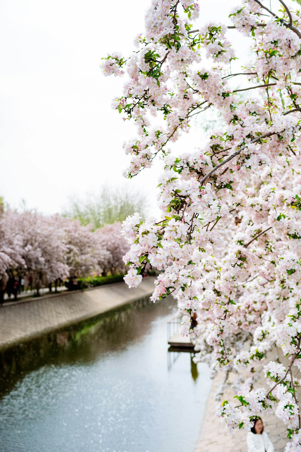 a woman standing next to a river under a cherry blossom tree