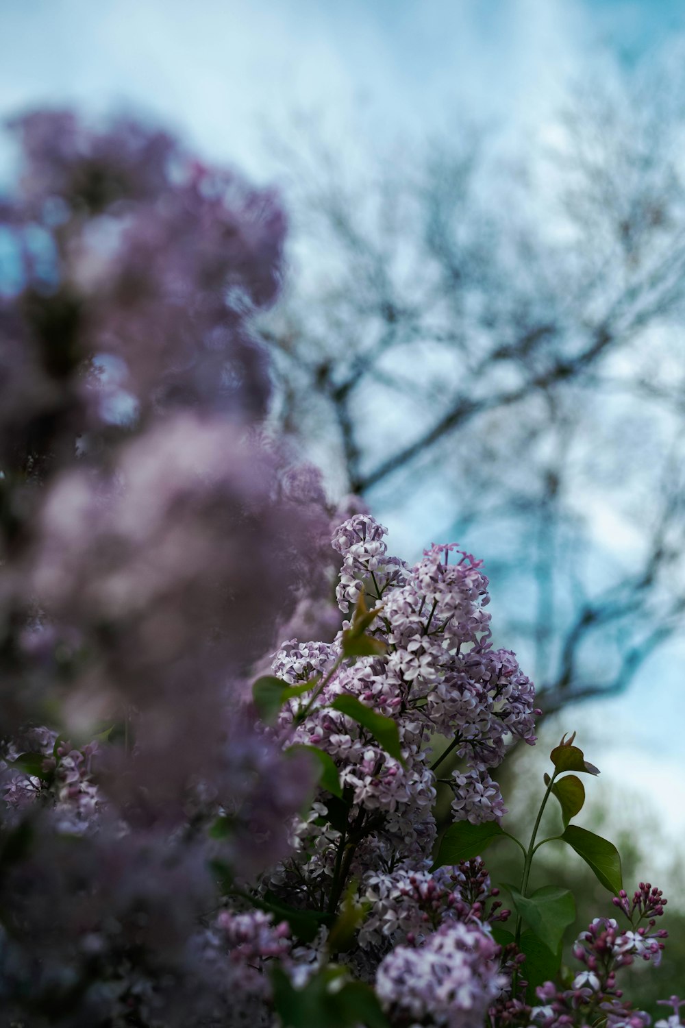 purple lilacs are blooming in the foreground with a blue sky in the