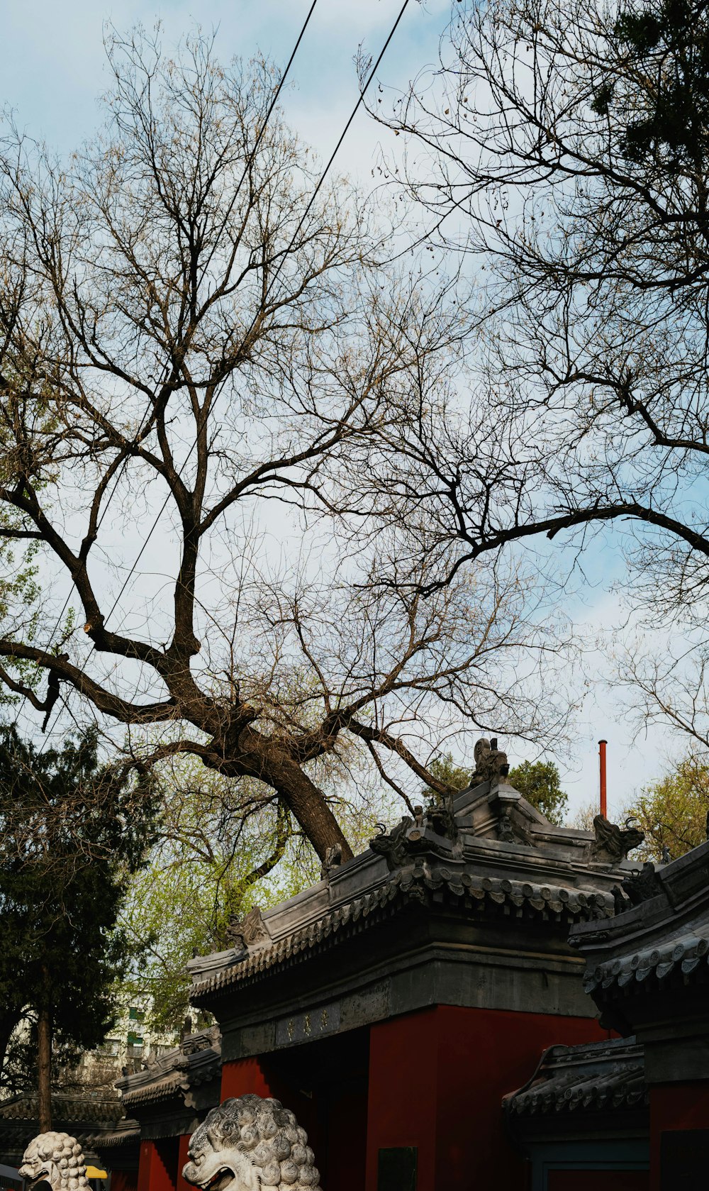 a tree with no leaves in front of a red building