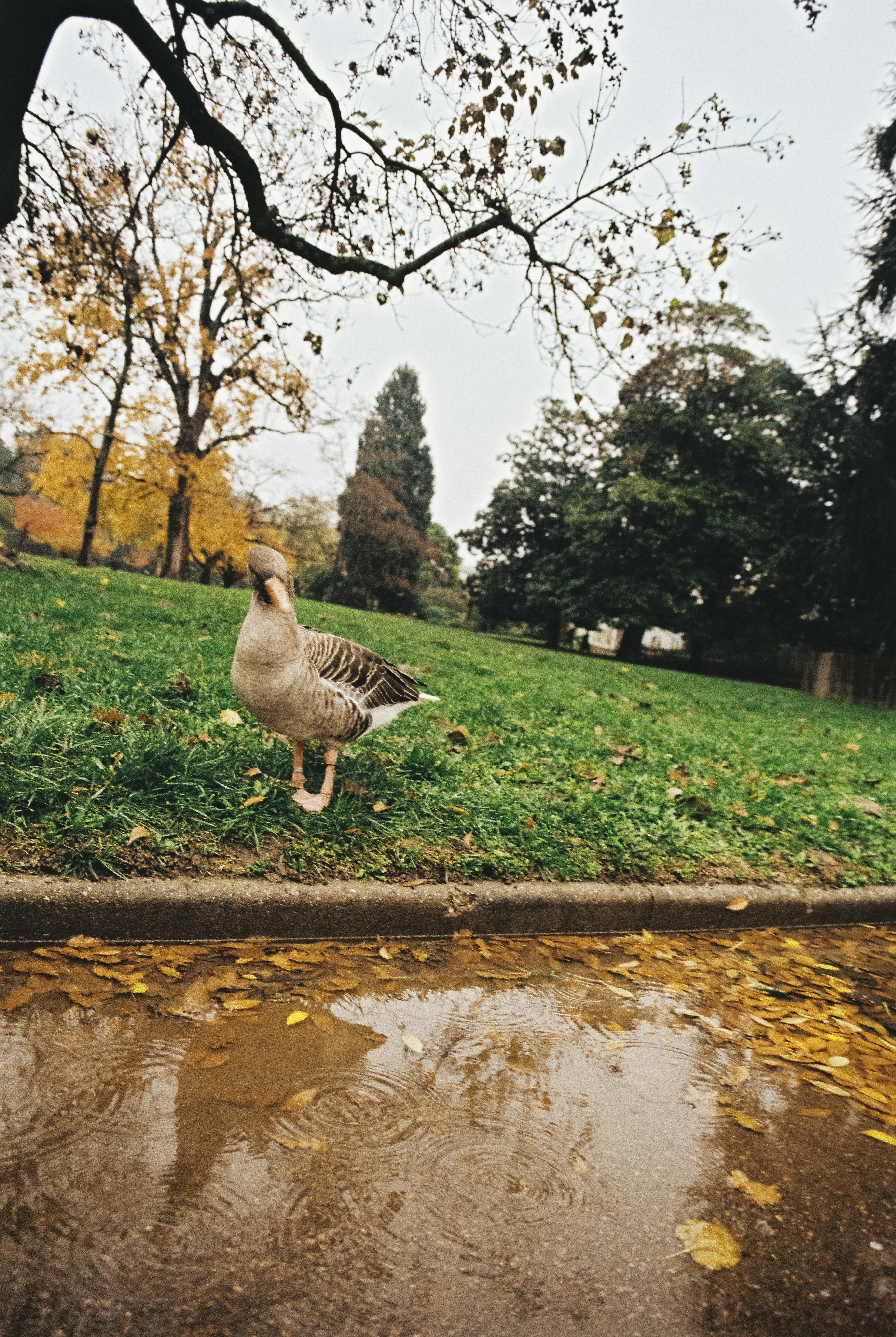 a duck standing on the side of a road next to a puddle