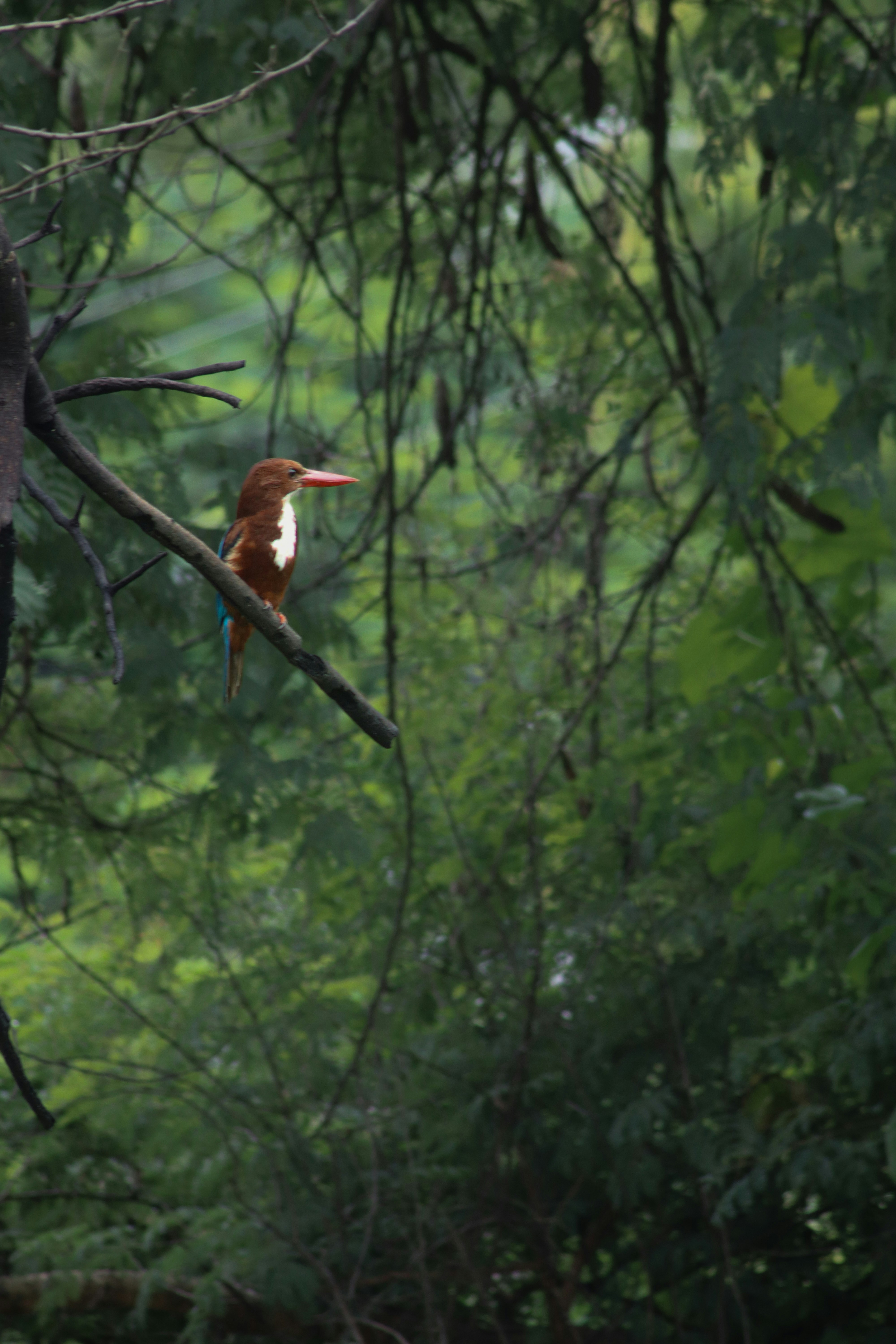 Photo by pushpak_art