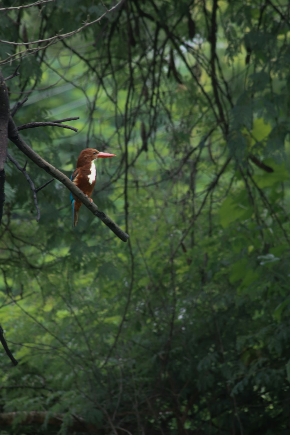 a bird perched on a tree branch in a forest