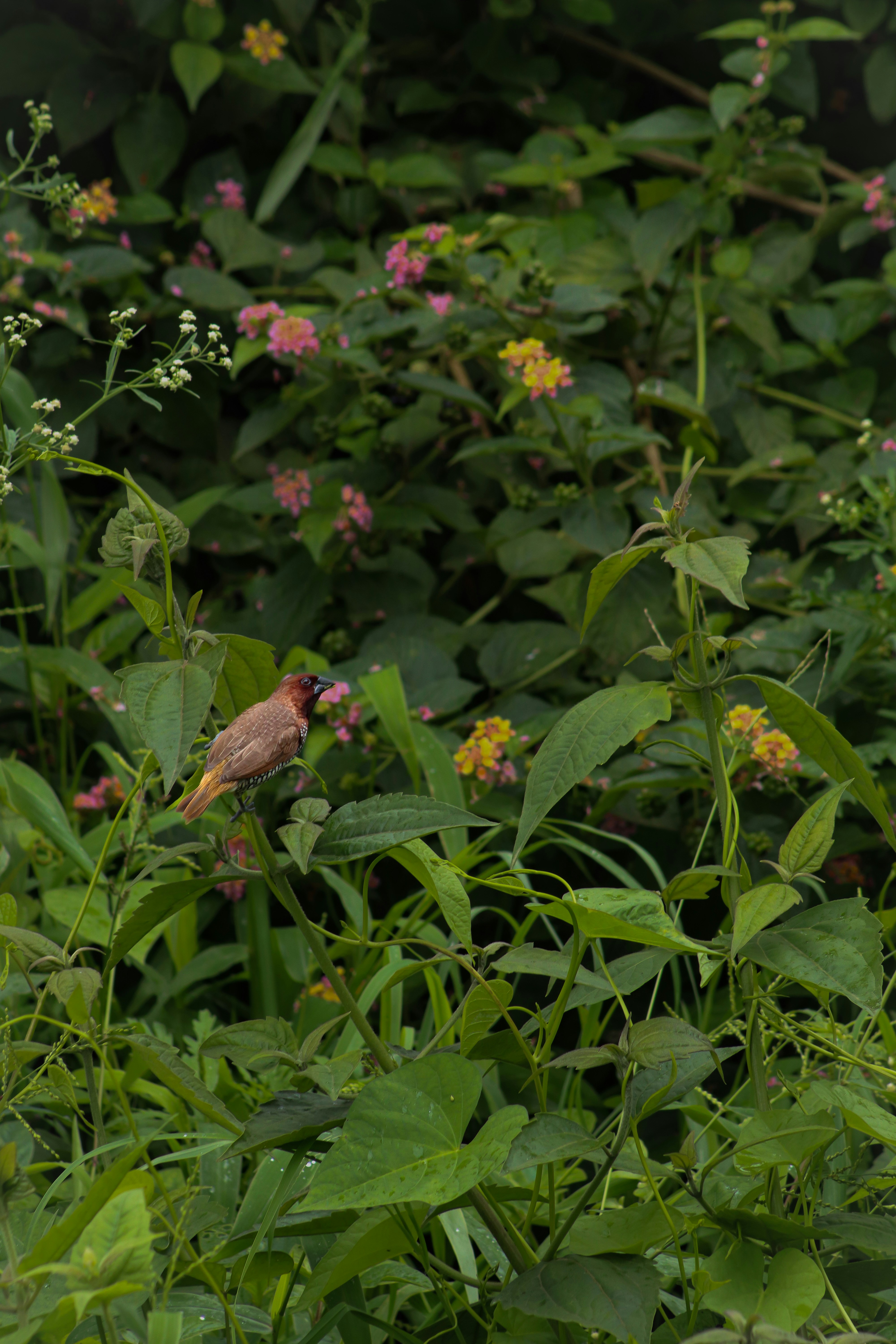 Photo by pushpak_art