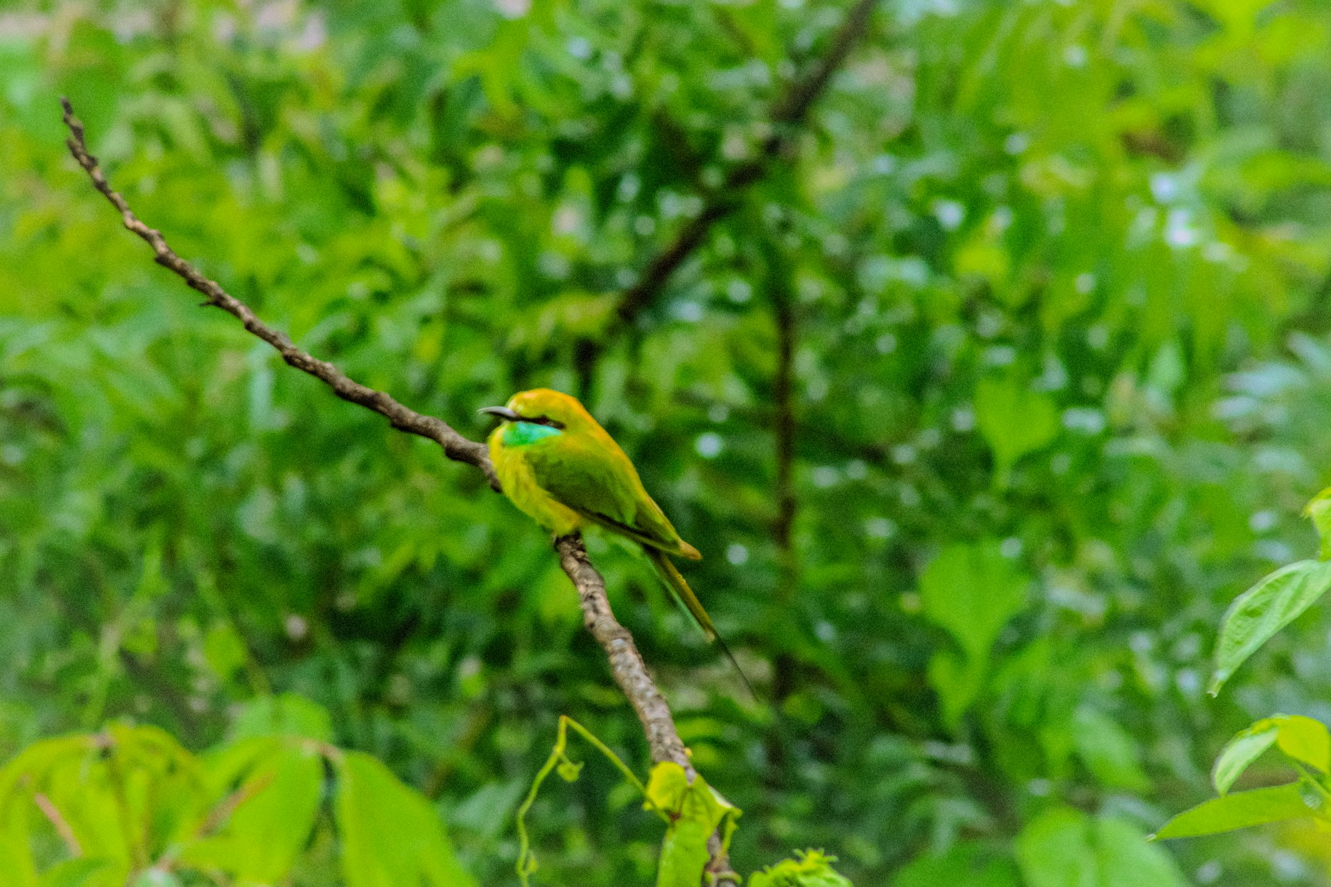 a green and yellow bird sitting on a tree branch