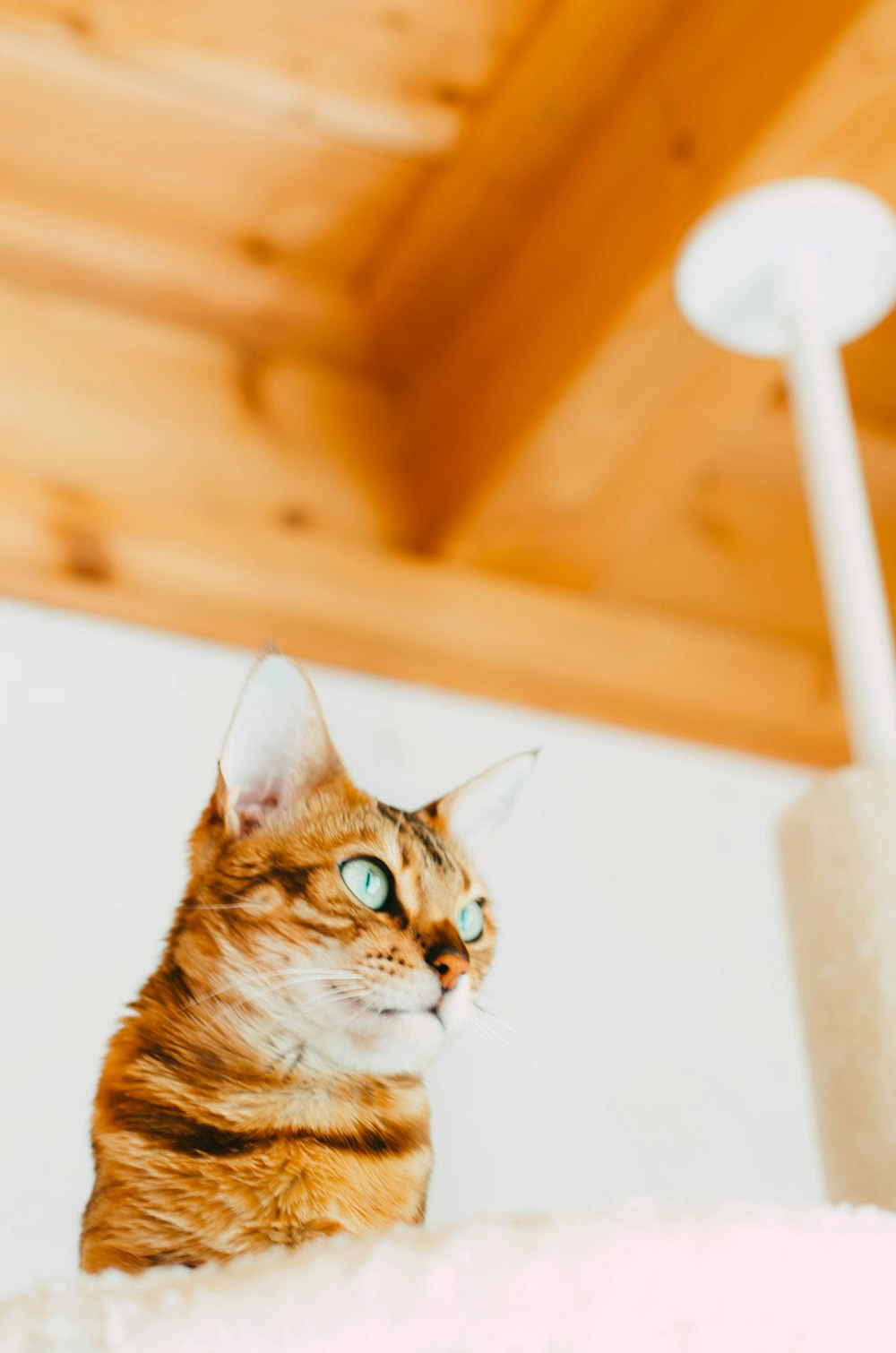 a cat sitting on top of a white rug