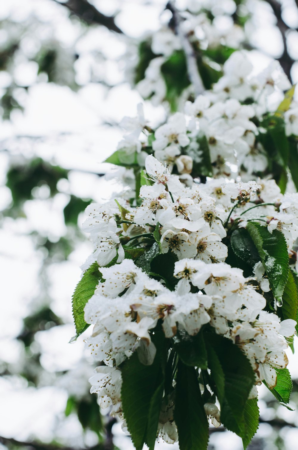 a bunch of white flowers on a tree