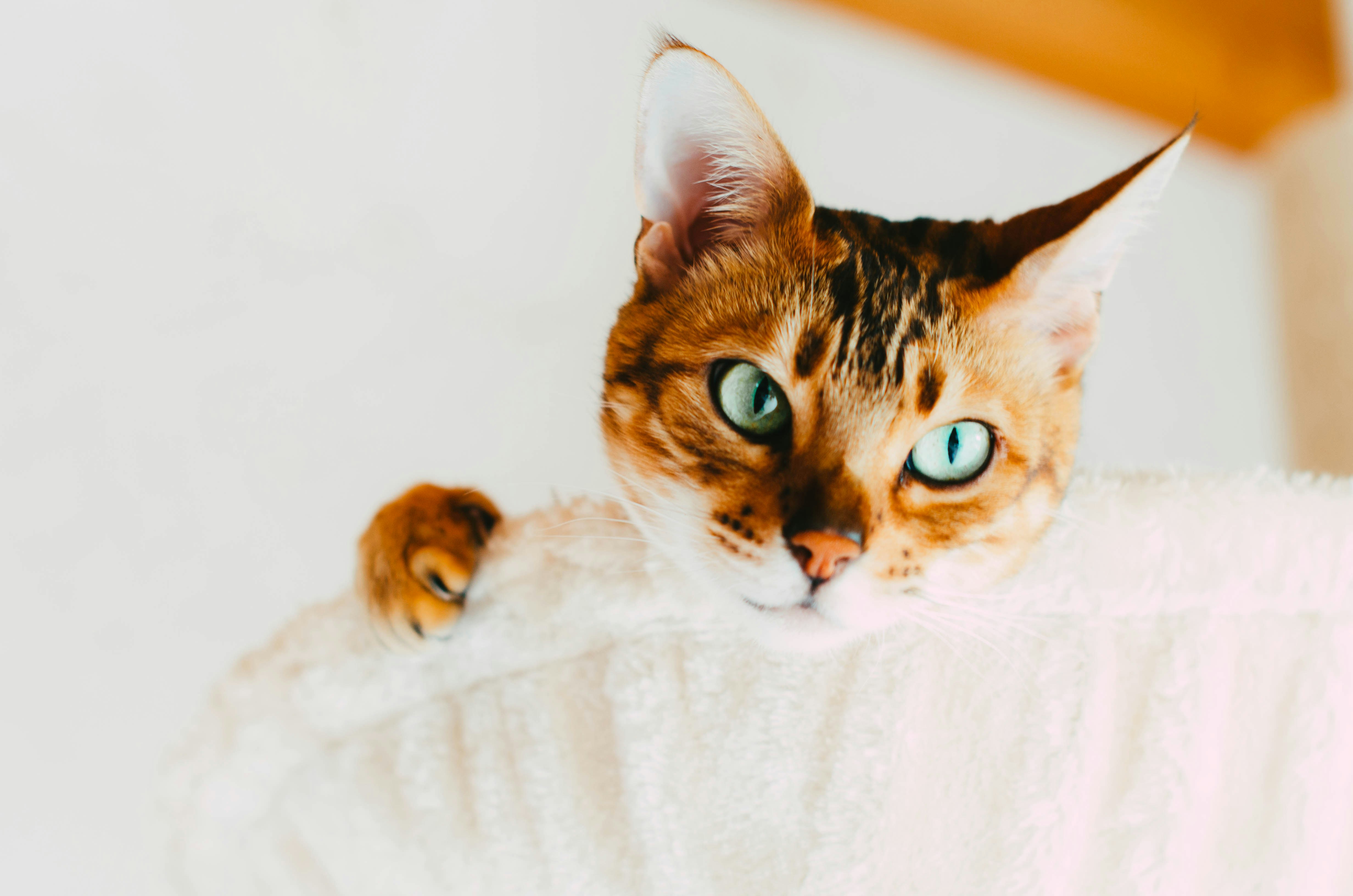 Photo by nika_benedictova