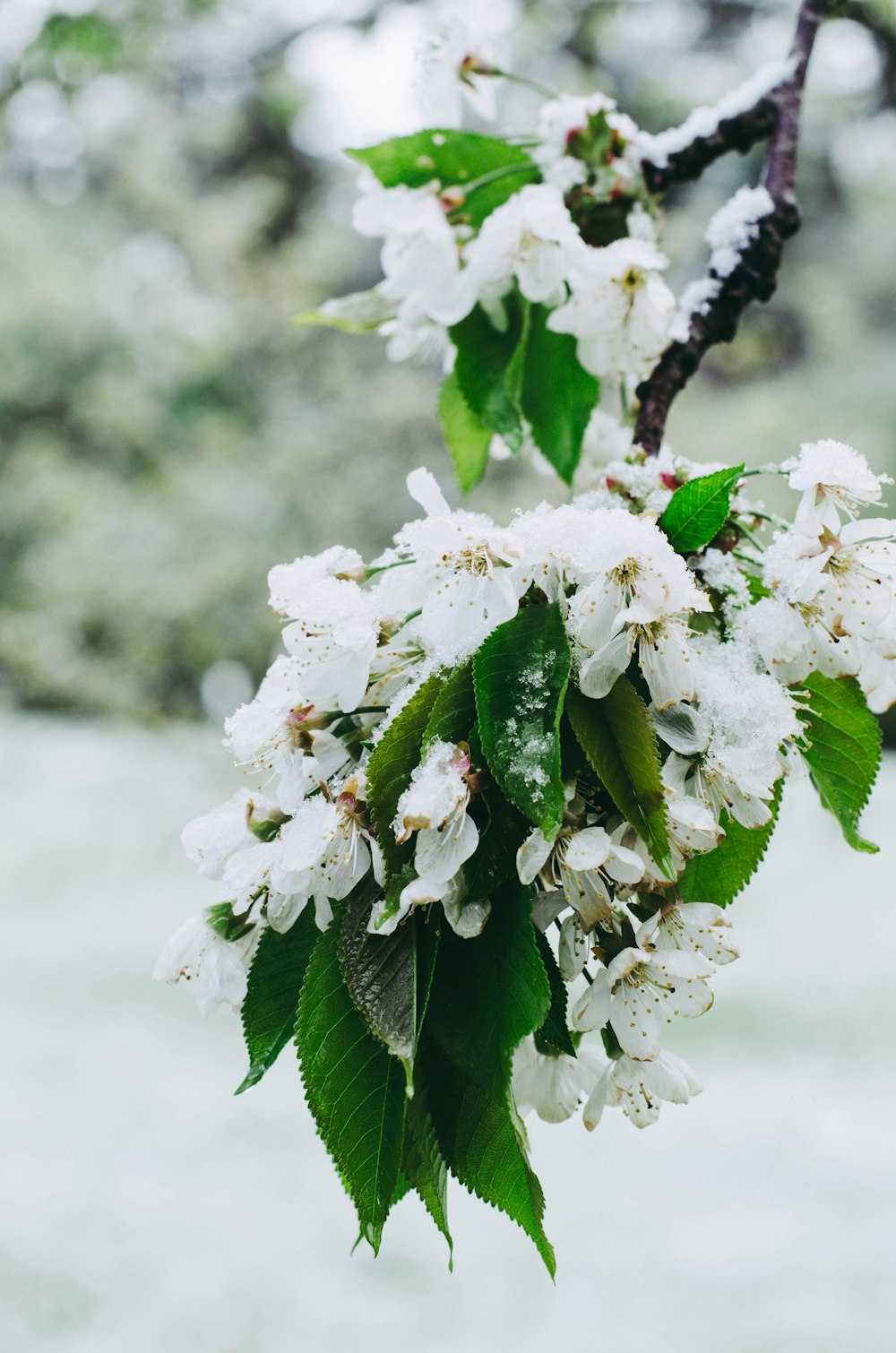 a branch with white flowers and green leaves