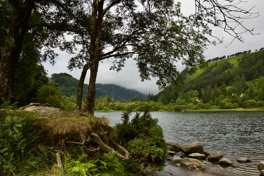 a body of water surrounded by lush green trees