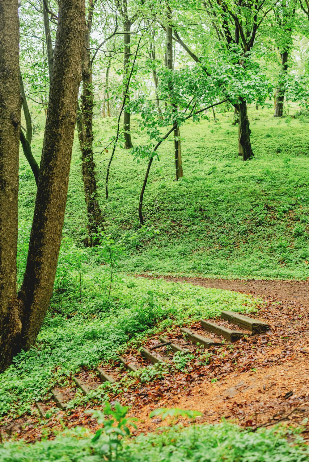 a path in the middle of a lush green forest