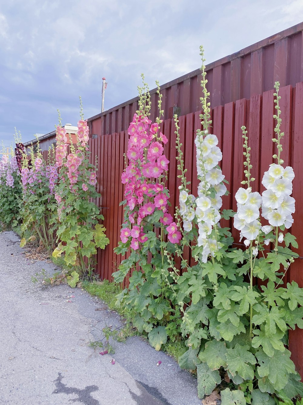 a row of flowers next to a red fence