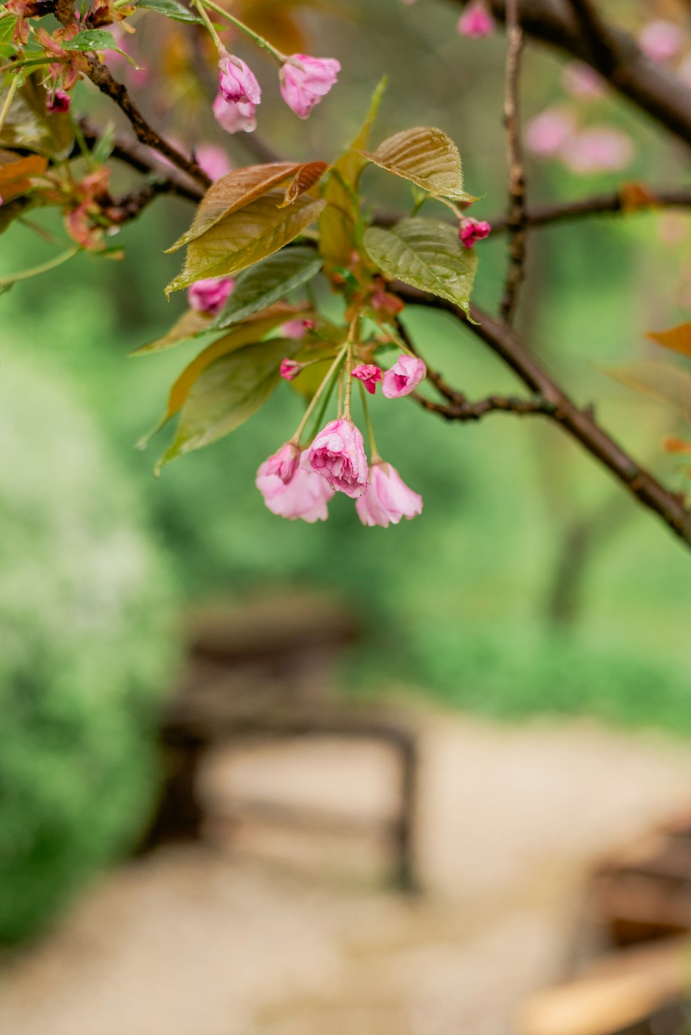 a tree with pink flowers in a park