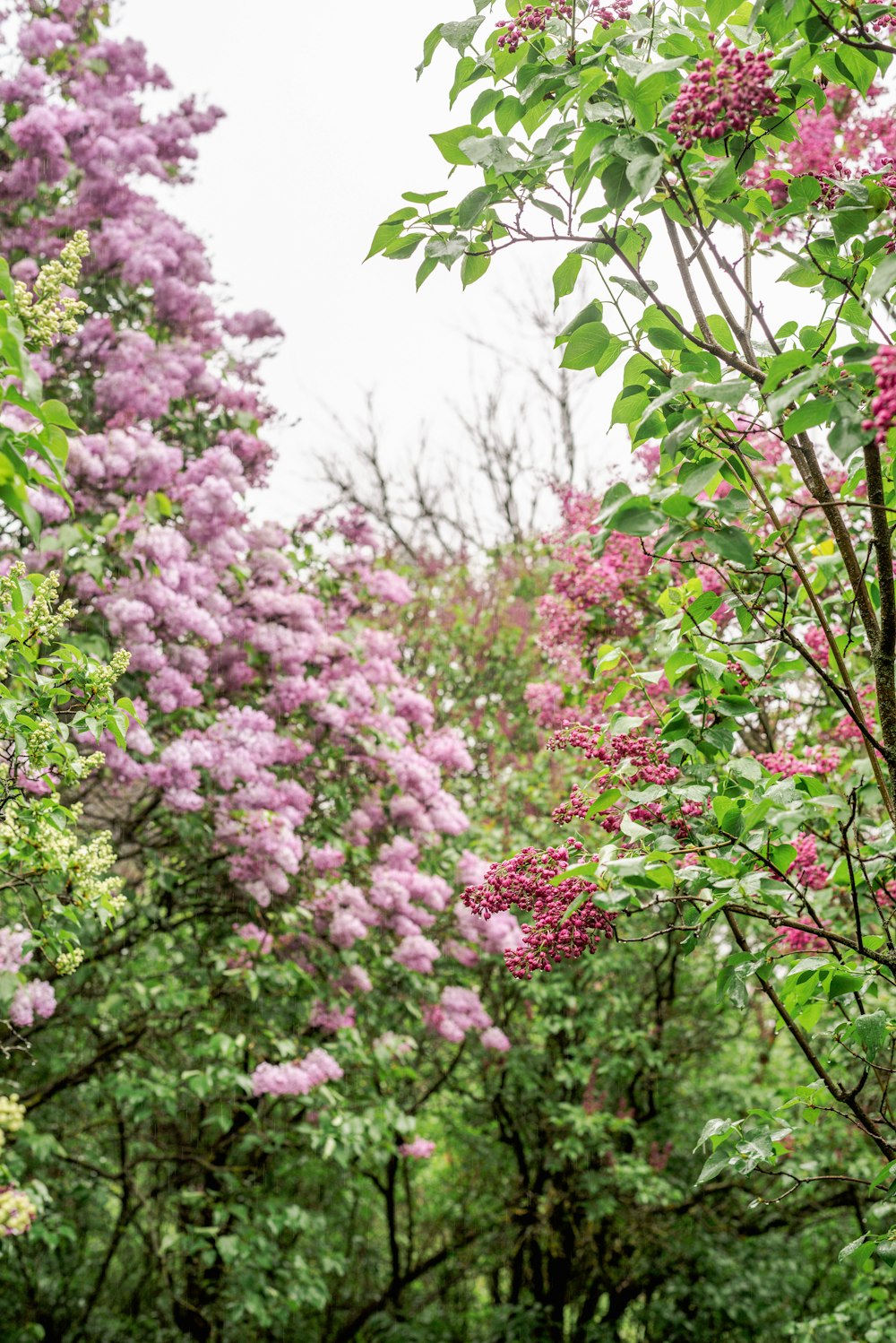 a bench in the middle of a forest with purple flowers