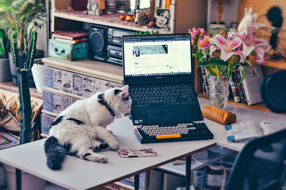 a cat sitting on a table next to a laptop