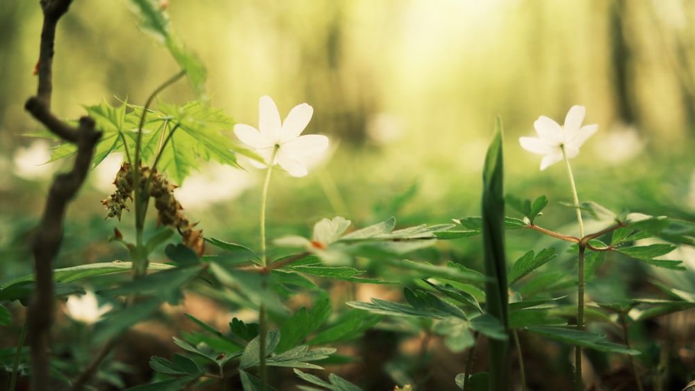 a group of white flowers sitting on top of a lush green forest