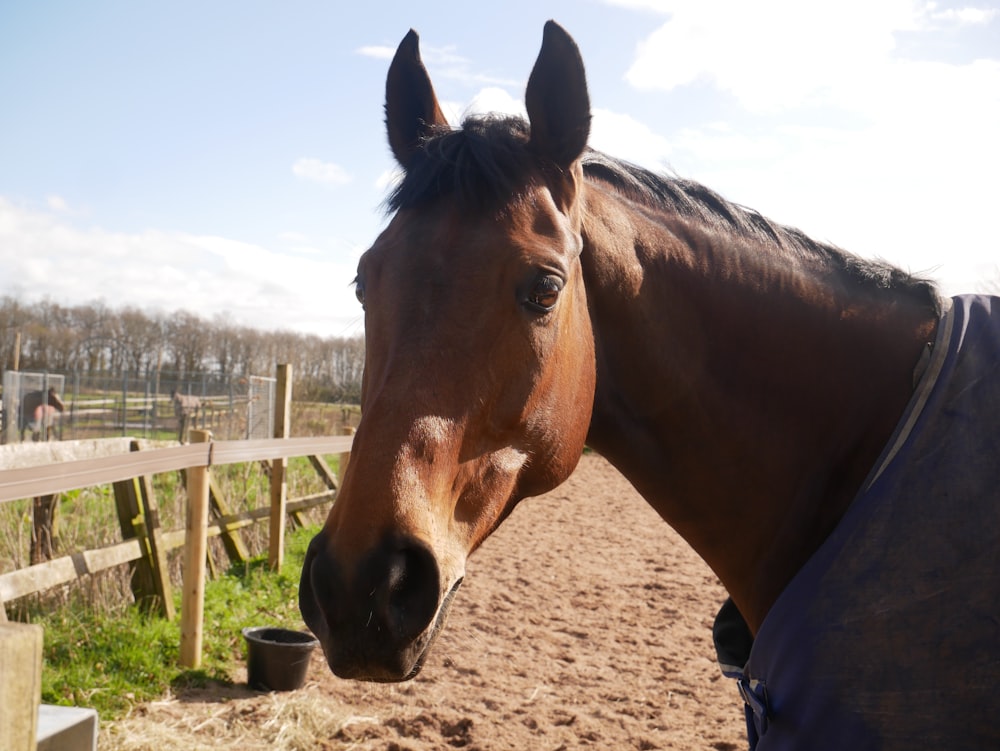 un cheval brun debout au sommet d’un champ de terre