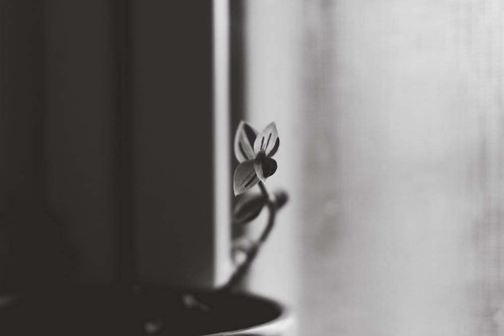 a black and white photo of a flower in a pot