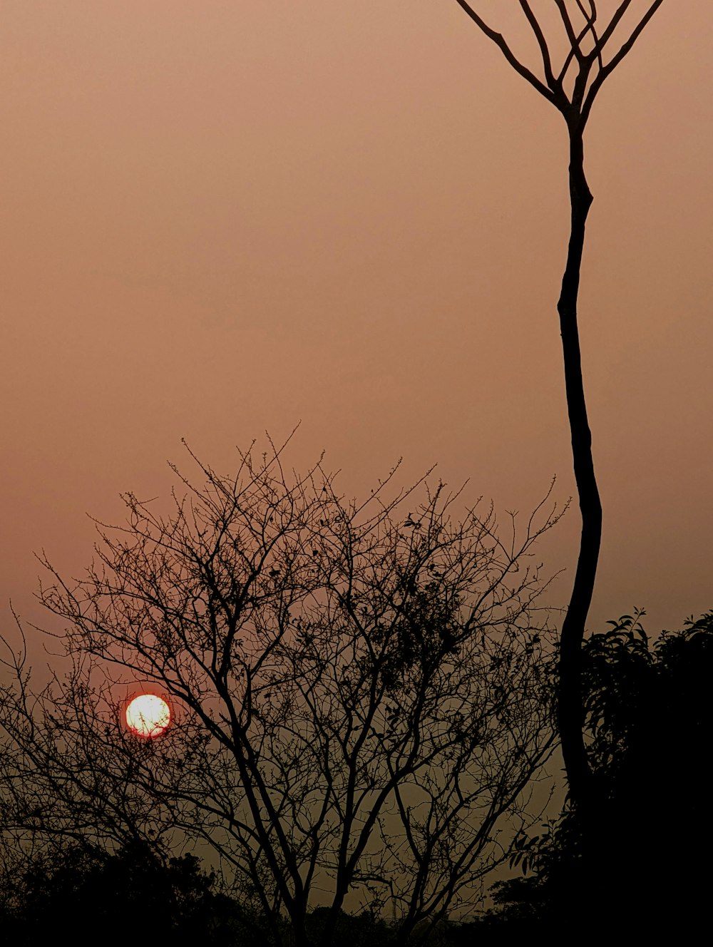 the sun is setting behind a tree with no leaves