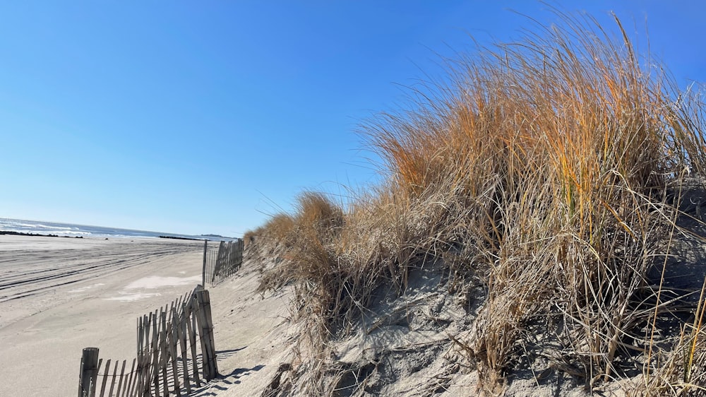 a sandy beach with a fence and grass growing out of it